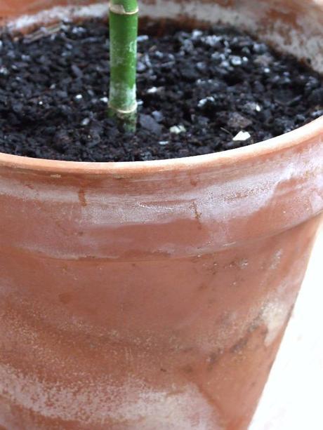 Hablando de verde Hablando de verde