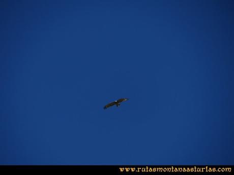 Ruta a la Torre del Friero: Pájaro en Picos de Europa