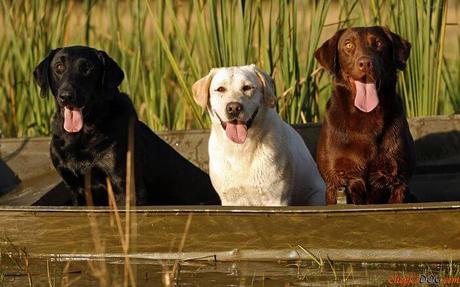 Todo lo que debes saber antes de adquirir un perro Labrador