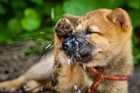 6 razones que confirman por que los perros estornudan