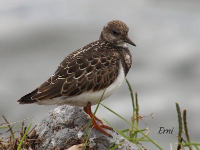 IX FESTIVAL DE LA MIGRACIÓN DE LAS AVES