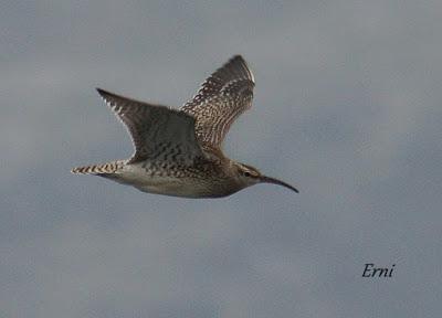 IX FESTIVAL DE LA MIGRACIÓN DE LAS AVES