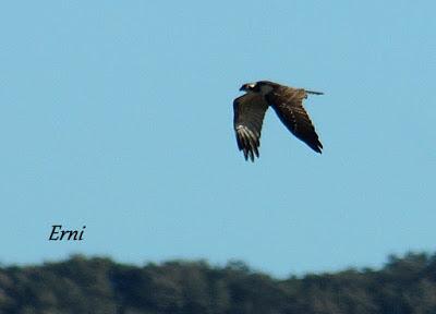 IX FESTIVAL DE LA MIGRACIÓN DE LAS AVES