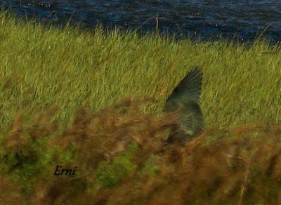 IX FESTIVAL DE LA MIGRACIÓN DE LAS AVES