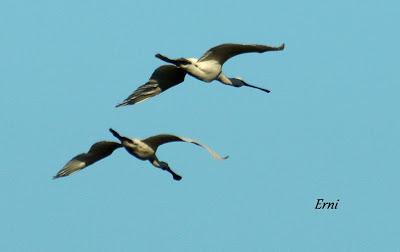 IX FESTIVAL DE LA MIGRACIÓN DE LAS AVES