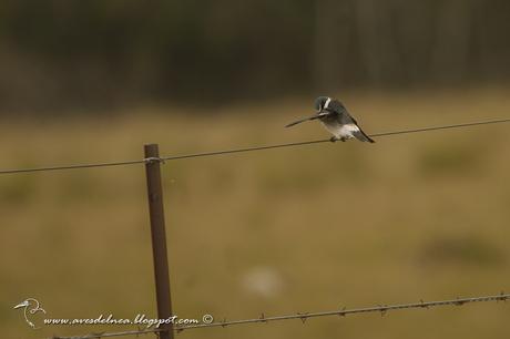 Golondrina ceja blanca (White-rumped Swallow) Tachycineta leucorrhoa