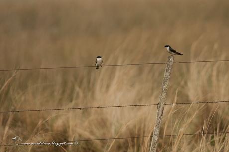 Golondrina ceja blanca (White-rumped Swallow) Tachycineta leucorrhoa