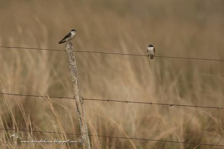Golondrina ceja blanca (White-rumped Swallow) Tachycineta leucorrhoa