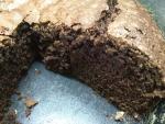 Tarta de chocolate tipo brownie - Cocina de Valen