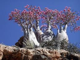 La isla de Socotra (Socotora)