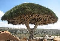 La isla de Socotra (Socotora)