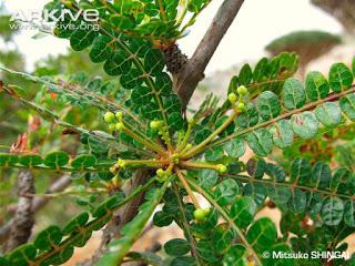 La isla de Socotra (Socotora)