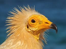 La isla de Socotra (Socotora)