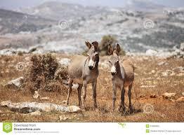 La isla de Socotra (Socotora)