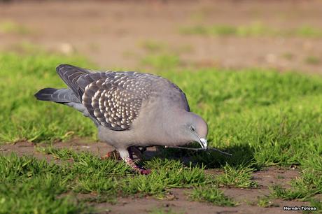Galería de paloma manchada