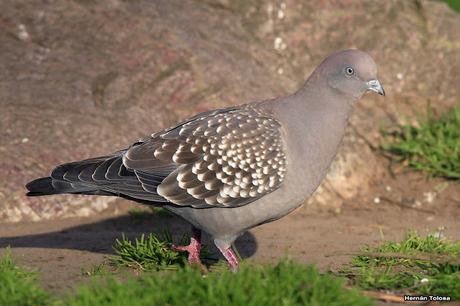 Galería de paloma manchada
