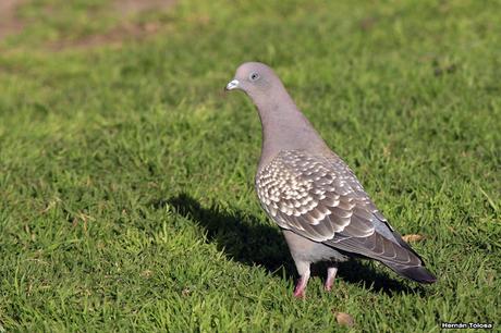 Galería de paloma manchada