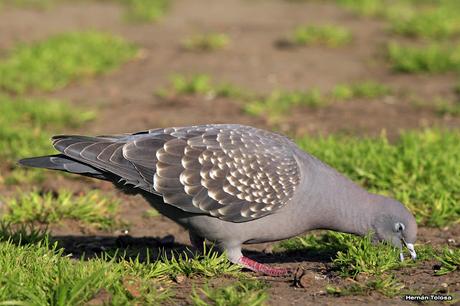 Galería de paloma manchada