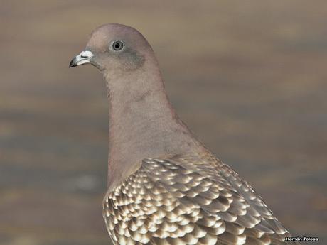 Galería de paloma manchada