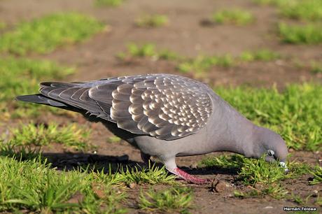Galería de paloma manchada