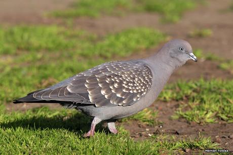Galería de paloma manchada