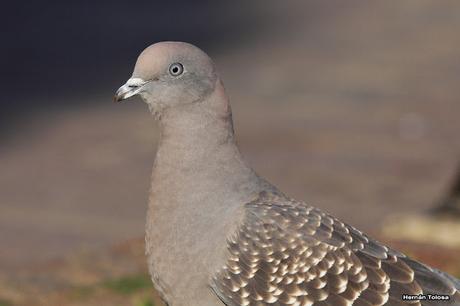 Galería de paloma manchada