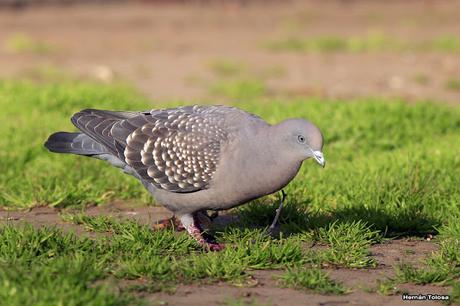 Galería de paloma manchada