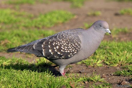 Galería de paloma manchada