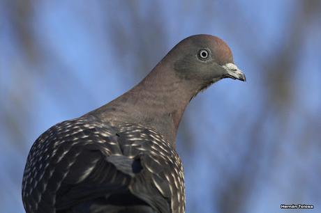 Galería de paloma manchada