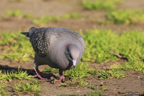 Galería de paloma manchada