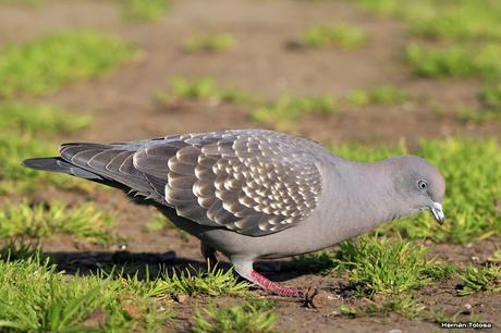 Galería de paloma manchada