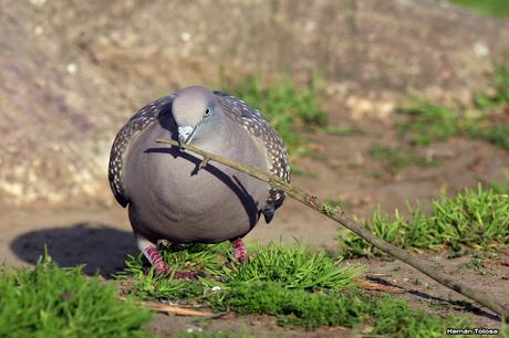 Galería de paloma manchada