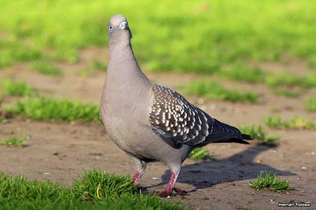 Galería de paloma manchada