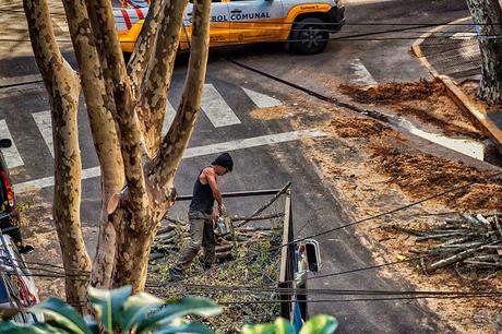 Un obrero cortando las ramas podadas sobre un camión.