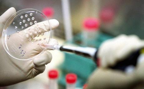 ¿Pueden crecer nuevos óvulos de las células madre?