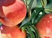 TENDRÁN CERTFICACIÓN GLOBAL GAP… buena noticia para productores durazno Muzga Huaura