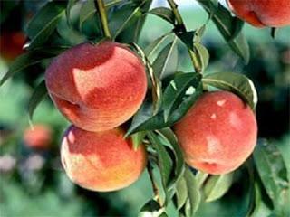 TENDRÁN CERTFICACIÓN GLOBAL GAP… Una buena noticia para los productores de durazno de Muzga en Huaura