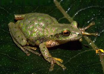 Gastrotheca