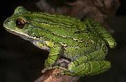 Gastrotheca