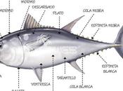 “ronqueo” atún, tradición milenaria