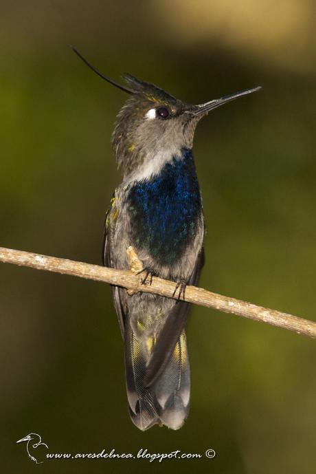 Picaflor copetón (Black breasted-Plovercrest) Stephanoxis loddigesii