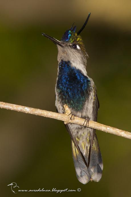 Picaflor copetón (Black breasted-Plovercrest) Stephanoxis loddigesii