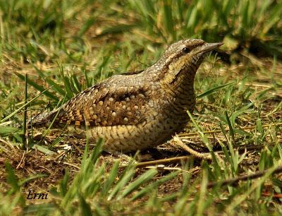 COLINDRES EN SU PUNTO