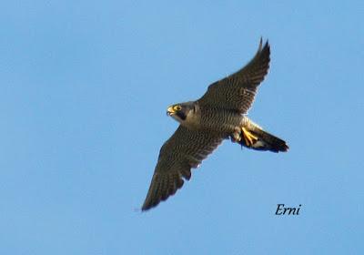 COLINDRES EN SU PUNTO