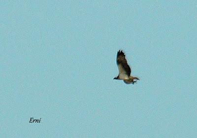 COLINDRES EN SU PUNTO