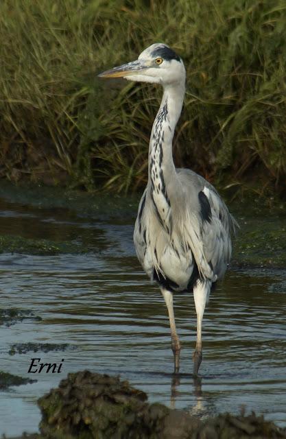 COLINDRES EN SU PUNTO