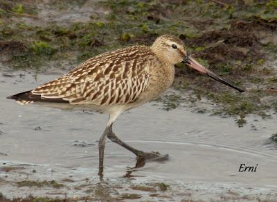 COLINDRES EN SU PUNTO