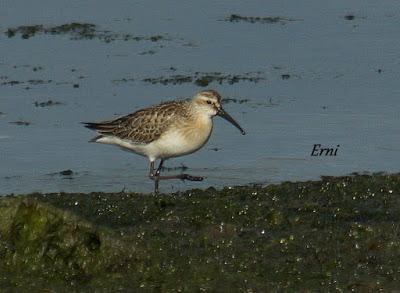 COLINDRES EN SU PUNTO