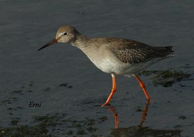 COLINDRES EN SU PUNTO