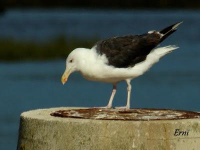 COLINDRES EN SU PUNTO